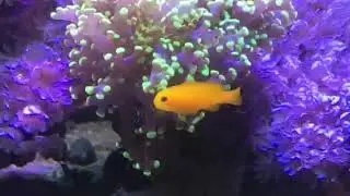 All about the yellow clown goby