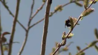 Mining Bee (Andrenidae) on Catkin