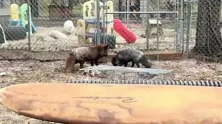 Stormy, Chesney and Ember play!