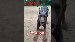 dangerous dogs of the world#dogs #world