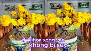 Mai vàng lặt lá xong thì bắt buộc phải tưới dưỡng tại sao xem sẽ rõ 