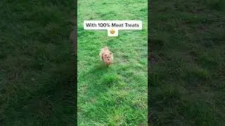 Boost your teen dog's recall with this healthy treat #fok