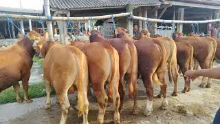BAKALAN SAPI LEMOUSIN JUMBO