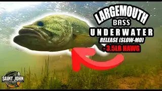 Largemouth Bass Underwater Epic Release (Slow-Mo) - 3.5 LB Hawg!