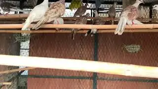 Spotted dove rare colors our breed