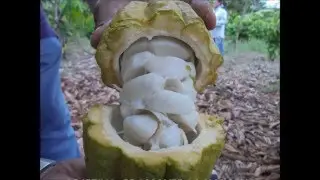 APPCACAO- CONCURSO AMAZONAS PERU