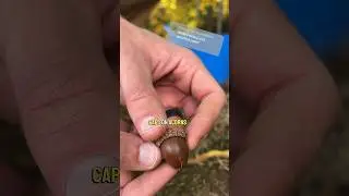 Why no cap? #acorns #foraging #oak