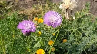 SWEET SULTAN FLOWER.