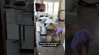 He understands what l&rsquo;m saying #funny #haaha #funnypet #funnyvideo #animals #youtube #cutedog