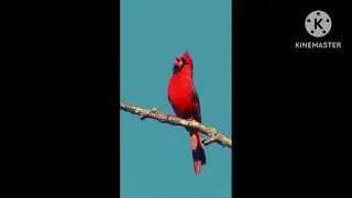 Relaxing Birds Songs #viral #new #ytviral #ytviralvideo #birds #relaxingcontent #love