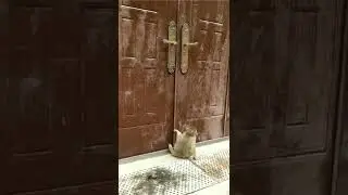 Monkey Open the Door 😱