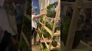 🌿 Long Beach Plant Fest 2025 | Rare Plants, Foodie Vibes & Chill Beats ✨