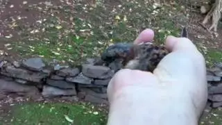 Bird Hotel - the bird who was soaking wet