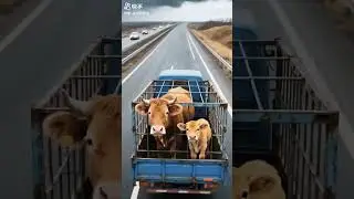 creazy sound of cow #short​ #shortvideo​ #village​ #animals​ #shortsvideo​ #cow​ #sound​