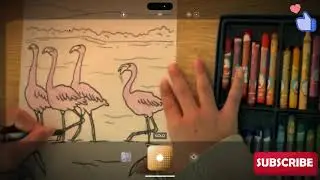 Color the picture of the flamingos foraging for food