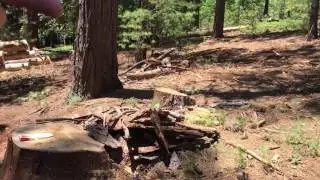 3492 Venado 6 trees cut and cleared 2017.06.04