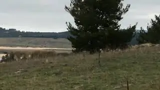 Transumanza,podoliche al pascolo.