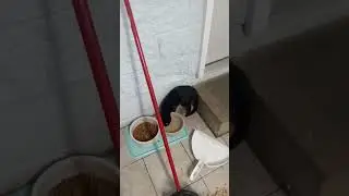 Caswell NC Animal Shelter #Animal Shelter #Cats #Pets #Animals