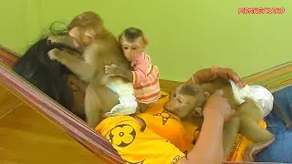 Kako Grooming While Nina Hug Luna Take Care Mom On Hammock