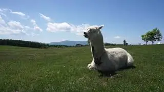Alpaca falling asleep