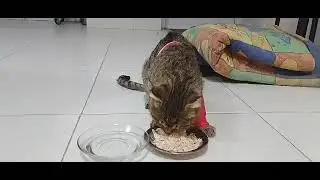 Kitty&rsquo;s Stitches BURST After Neglectful Vet Botches His Surgery And Wound Care [STORY BELOW]
