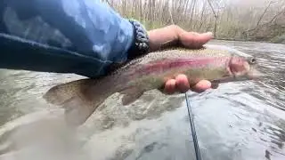 Slaying Freshly Stocked Rainbow Trout With Jerk Bait And Spinner / PEQUEST RIVER, NJ