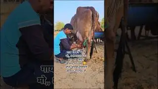 Gir Cow For Sale 📞8476020013 #gircow #sahiwal #cow #hfcow #buffalo #dairyfarm #viral #video #shorts