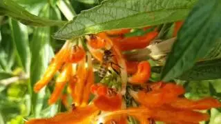 Bee Foraging Compilation