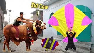 Kite & Nasir Eid 4 Cow 2025
