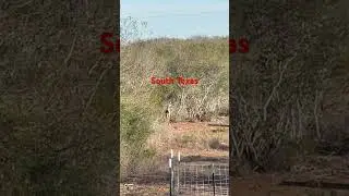 #hunting #viralvideo #wildlife #deerhunting #whitetail #animals #deer
