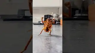 BATALLA de AURA de INSECTOS…🪳🔥 #humor #comedia #shorts