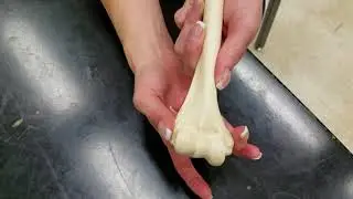 Lab Video Humerus, Ulna, Radius