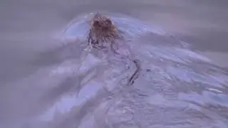 nature | beaver | rodents | animals | dam builder | beautiful scene | real & relax clip | 🏞️🤩😍🥰❤️💕😴💤