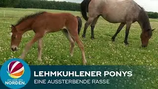 Lehmkuhlener Ponys in Ahrensbök – eine aussterbende Pferderasse