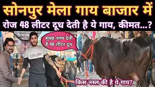 सोनपुर मेला में एक ऐसा गाय जो देती है 48 लीटर दूध | Cow Market Sonpur Mela | Sonpur Mela Bihar