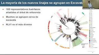 M&aacute;s all&aacute; del microscopio: Descubriendo nuevos linajes de protistas mediante metagen&oacute;mica global