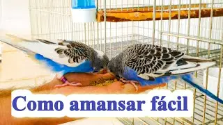 PERIQUITO AUSTRALIANO É MUITO FACÍL DE AMANSAR