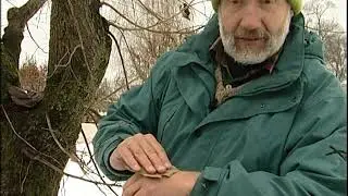 03relvedvd Jalakas