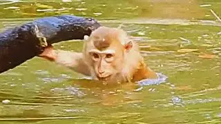 Oh, King monkey Rojo start to swim look so lovely