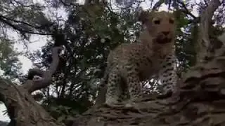 Leopard Killed Pregnant Mother Monkey and Saved Baby Baboon!