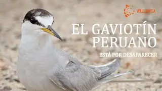 Gaviot&iacute;n peruano: Est&aacute; por desaparecer