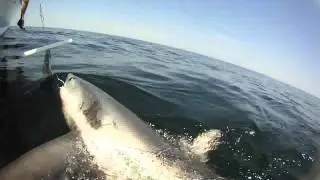 Releasing a Thresher Shark