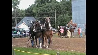 Annual Denver, Indiana Festival-Lions Club-Belgian Horse Pull-Equus Ferus Caballus