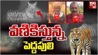 వణికిస్తున్న పెద్దపులి | Tiger, Hulchul In Yadadri Bhuvanagiri Dist | BIG TV