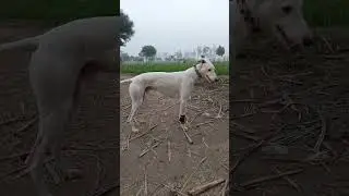 Mera Wafadar Kutta | Village Life