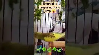 Emerald preparing to jump #funnybudgies #petbudgies #budgielove #petbird