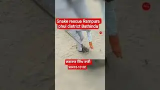 snake rescue#gill Rampura #trending #yt #viral#vidio#shorts