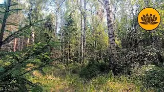 Forest wind sound for deep sleep 10 hours : relaxing sounds of nature.