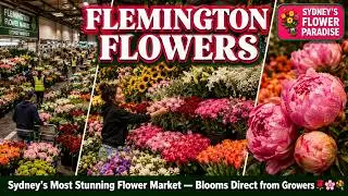 Flemington Flower Market: A Stunning Blooming Paradise