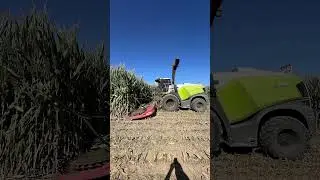Tall California corn 🌽 #silage #farming